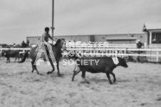 Pete's Photography photographs of the 2024 Ancaster Fairgrounds cattle sorting and six horse hitch demonstration in wide angle format.