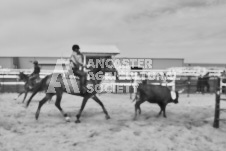 Pete's Photography photographs of the 2024 Ancaster Fairgrounds cattle sorting and six horse hitch demonstration in wide angle format.