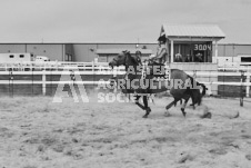 Pete's Photography photographs of the 2024 Ancaster Fairgrounds cattle sorting and six horse hitch demonstration in wide angle format.