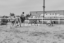 Pete's Photography photographs of the 2024 Ancaster Fairgrounds cattle sorting and six horse hitch demonstration in wide angle format.