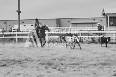 Pete's Photography photographs of the 2024 Ancaster Fairgrounds cattle sorting and six horse hitch demonstration in wide angle format.