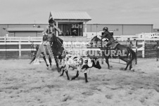 Pete's Photography photographs of the 2024 Ancaster Fairgrounds cattle sorting and six horse hitch demonstration in wide angle format.