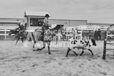 Pete's Photography photographs of the 2024 Ancaster Fairgrounds cattle sorting and six horse hitch demonstration in wide angle format.