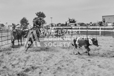 Pete's Photography photographs of the 2024 Ancaster Fairgrounds cattle sorting and six horse hitch demonstration in wide angle format.