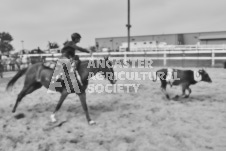 Pete's Photography photographs of the 2024 Ancaster Fairgrounds cattle sorting and six horse hitch demonstration in wide angle format.