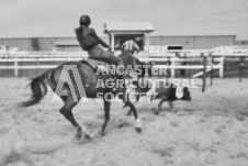 Pete's Photography photographs of the 2024 Ancaster Fairgrounds cattle sorting and six horse hitch demonstration in wide angle format.