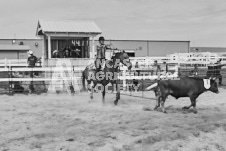 Pete's Photography photographs of the 2024 Ancaster Fairgrounds cattle sorting and six horse hitch demonstration in wide angle format.