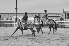 Pete's Photography photographs of the 2024 Ancaster Fairgrounds cattle sorting and six horse hitch demonstration in wide angle format.