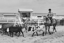 Pete's Photography photographs of the 2024 Ancaster Fairgrounds cattle sorting and six horse hitch demonstration in wide angle format.