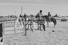 Pete's Photography photographs of the 2024 Ancaster Fairgrounds cattle sorting and six horse hitch demonstration in wide angle format.