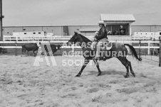 Pete's Photography photographs of the 2024 Ancaster Fairgrounds cattle sorting and six horse hitch demonstration in wide angle format.