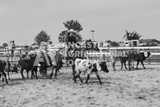 Pete's Photography photographs of the 2024 Ancaster Fairgrounds cattle sorting and six horse hitch demonstration in wide angle format.