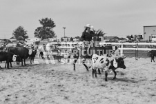 Pete's Photography photographs of the 2024 Ancaster Fairgrounds cattle sorting and six horse hitch demonstration in wide angle format.