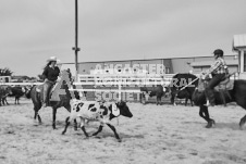 Pete's Photography photographs of the 2024 Ancaster Fairgrounds cattle sorting and six horse hitch demonstration in wide angle format.