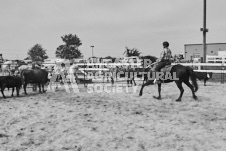 Pete's Photography photographs of the 2024 Ancaster Fairgrounds cattle sorting and six horse hitch demonstration in wide angle format.