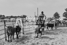 Pete's Photography photographs of the 2024 Ancaster Fairgrounds cattle sorting and six horse hitch demonstration in wide angle format.