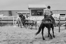 Pete's Photography photographs of the 2024 Ancaster Fairgrounds cattle sorting and six horse hitch demonstration in wide angle format.