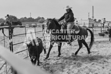 Pete's Photography photographs of the 2024 Ancaster Fairgrounds cattle sorting and six horse hitch demonstration in wide angle format.