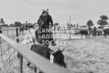 Pete's Photography photographs of the 2024 Ancaster Fairgrounds cattle sorting and six horse hitch demonstration in wide angle format.