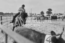 Pete's Photography photographs of the 2024 Ancaster Fairgrounds cattle sorting and six horse hitch demonstration in wide angle format.