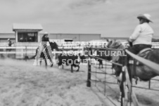 Pete's Photography photographs of the 2024 Ancaster Fairgrounds cattle sorting and six horse hitch demonstration in wide angle format.