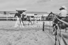 Pete's Photography photographs of the 2024 Ancaster Fairgrounds cattle sorting and six horse hitch demonstration in wide angle format.