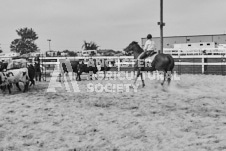 Pete's Photography photographs of the 2024 Ancaster Fairgrounds cattle sorting and six horse hitch demonstration in wide angle format.