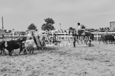 Pete's Photography photographs of the 2024 Ancaster Fairgrounds cattle sorting and six horse hitch demonstration in wide angle format.