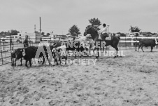 Pete's Photography photographs of the 2024 Ancaster Fairgrounds cattle sorting and six horse hitch demonstration in wide angle format.