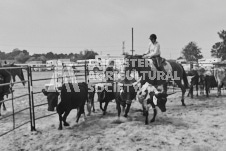 Pete's Photography photographs of the 2024 Ancaster Fairgrounds cattle sorting and six horse hitch demonstration in wide angle format.