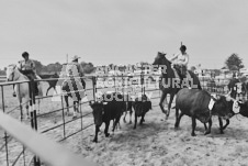 Pete's Photography photographs of the 2024 Ancaster Fairgrounds cattle sorting and six horse hitch demonstration in wide angle format.