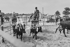 Pete's Photography photographs of the 2024 Ancaster Fairgrounds cattle sorting and six horse hitch demonstration in wide angle format.