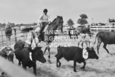 Pete's Photography photographs of the 2024 Ancaster Fairgrounds cattle sorting and six horse hitch demonstration in wide angle format.