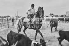 Pete's Photography photographs of the 2024 Ancaster Fairgrounds cattle sorting and six horse hitch demonstration in wide angle format.