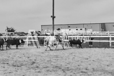 Pete's Photography photographs of the 2024 Ancaster Fairgrounds cattle sorting and six horse hitch demonstration in wide angle format.