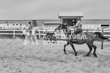 Pete's Photography photographs of the 2024 Ancaster Fairgrounds cattle sorting and six horse hitch demonstration in wide angle format.