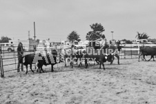 Pete's Photography photographs of the 2024 Ancaster Fairgrounds cattle sorting and six horse hitch demonstration in wide angle format.