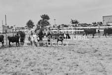 Pete's Photography photographs of the 2024 Ancaster Fairgrounds cattle sorting and six horse hitch demonstration in wide angle format.