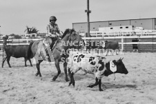 Pete's Photography photographs of the 2024 Ancaster Fairgrounds cattle sorting and six horse hitch demonstration in wide angle format.