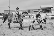 Pete's Photography photographs of the 2024 Ancaster Fairgrounds cattle sorting and six horse hitch demonstration in wide angle format.