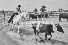 Pete's Photography photographs of the 2024 Ancaster Fairgrounds cattle sorting and six horse hitch demonstration in wide angle format.