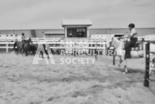 Pete's Photography photographs of the 2024 Ancaster Fairgrounds cattle sorting and six horse hitch demonstration in wide angle format.