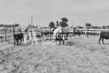 Pete's Photography photographs of the 2024 Ancaster Fairgrounds cattle sorting and six horse hitch demonstration in wide angle format.