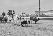 Pete's Photography photographs of the 2024 Ancaster Fairgrounds cattle sorting and six horse hitch demonstration in wide angle format.