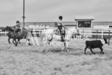 Pete's Photography photographs of the 2024 Ancaster Fairgrounds cattle sorting and six horse hitch demonstration in wide angle format.