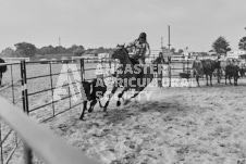 Pete's Photography photographs of the 2024 Ancaster Fairgrounds cattle sorting and six horse hitch demonstration in wide angle format.