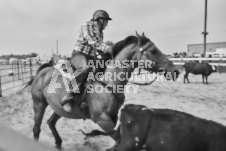 Pete's Photography photographs of the 2024 Ancaster Fairgrounds cattle sorting and six horse hitch demonstration in wide angle format.