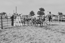 Pete's Photography photographs of the 2024 Ancaster Fairgrounds cattle sorting and six horse hitch demonstration in wide angle format.