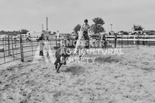 Pete's Photography photographs of the 2024 Ancaster Fairgrounds cattle sorting and six horse hitch demonstration in wide angle format.