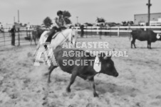 Pete's Photography photographs of the 2024 Ancaster Fairgrounds cattle sorting and six horse hitch demonstration in wide angle format.